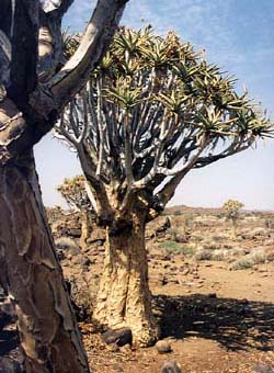 Köcherbaum im Köcherbaumwald / Keetmanshoop