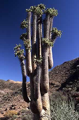 Halfmense im Richtersveld
