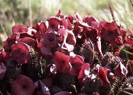 Hoodia gordonii 