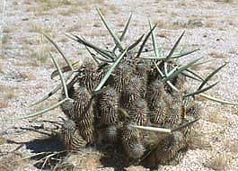 Hoodia gordonii