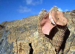 Hoodia gordonii