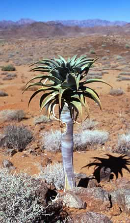 Junger Aloe pillansii