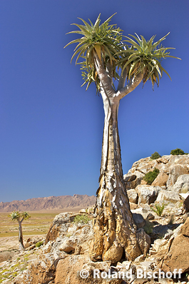 Aloe pillansii fotgrafiert von Roland Bischoff