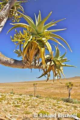 Junger Aloe pillansii