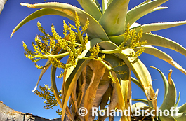 BLütenstände des Aloe pillansii