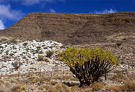 Aloe ramossisima