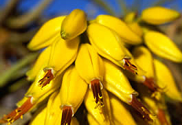 Blüten der Aloe ramossisima