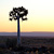 Köcherbaum im Abendlicht Nähe Fish River Canyon Lodge, 2011, © G. Mosdzien