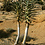 Junger Köcherbaum nördlich von Springbok