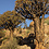 Köcherbaum nördlich von Springbok