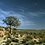 Köcherbaum nördlich von Springbok