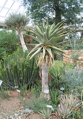 Köcherbaum im Botanischen Garten Kirstenbosch