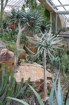 Köcherbaum im Botanischen Garten München