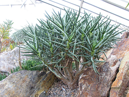 Köcherbaum im Botanischen Garten München