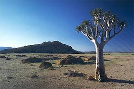 Köcherbaum an der Blutkuppe