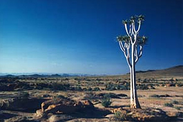 Köcherbaum auf der Tinkss Fläche