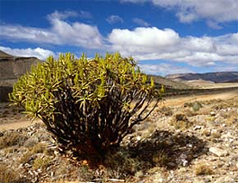 Aloe ramossisima