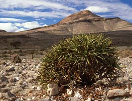 Aloe ramossisima