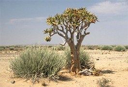 Köcherbaum auf dem Weg zum Fish River Canyon Park