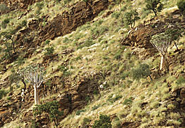 Köcherbäume in der Gamsberg-Pass-Schlucht