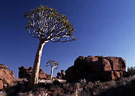 Köcherbaum bei Giants Playground
