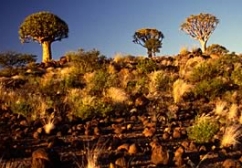 Köcherbäume im Abendlicht