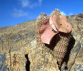 Hoodia gordonii