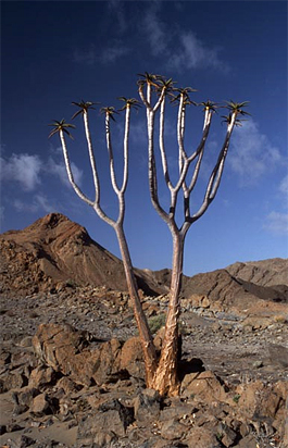 Köcherbaum bei Rosh Pinah