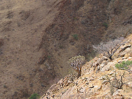 Köcherbaum im Hang des Spreetshoogte 
						Passes