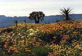 Köcherbäume im Ramskop Wild Flower Reserve