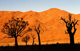 Köcherbäume im 
           Gegenlicht im Kokerboomkloof