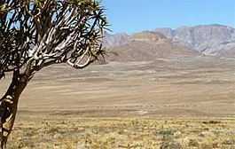 Köcherbaum im Richtersveld