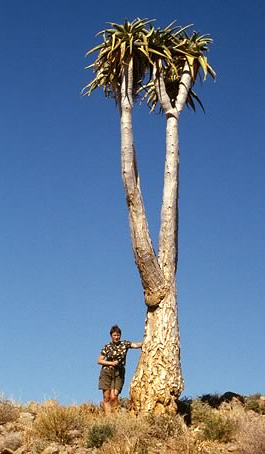 Aloe pillansii