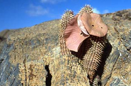 Hoodia gordonii